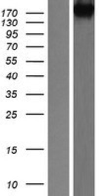 Western Blot: NEDL2 Overexpression Lysate (Adult Normal) [NBP2-06610] Left-Empty vector transfected control cell lysate (HEK293 cell lysate); Right -Over-expression Lysate for NEDL2.