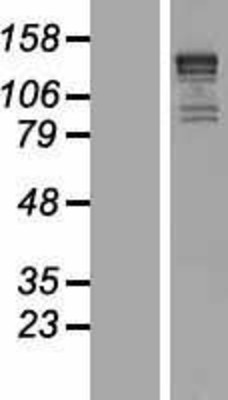 Western Blot: KIF1B Overexpression Lysate (Adult Normal) [NBP2-04769] Left-Empty vector transfected control cell lysate (HEK293 cell lysate); Right -Over-expression Lysate for KIF1B.