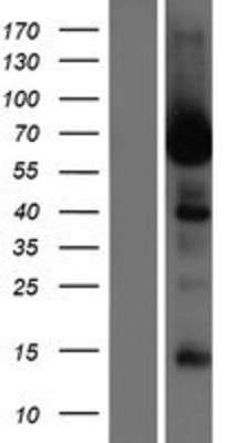 Western Blot: LRRC56 Overexpression Lysate (Adult Normal) [NBP2-04744] Left-Empty vector transfected control cell lysate (HEK293 cell lysate); Right -Over-expression Lysate for LRRC56.