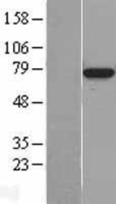 Western Blot: BMAL1 Overexpression Lysate (Adult Normal) [NBL1-07722] Left-Empty vector transfected control cell lysate (HEK293 cell lysate); Right -Over-expression Lysate for BMAL1.