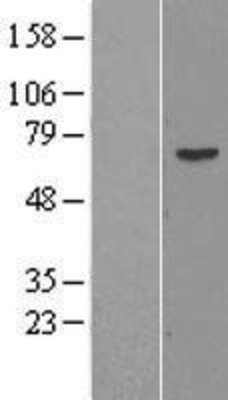 Western Blot: PRAME Overexpression Lysate (Adult Normal) [NBL1-14723] Left-Empty vector transfected control cell lysate (HEK293 cell lysate); Right -Over-expression Lysate for PRAME.