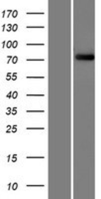 Western Blot: FBXO40 Overexpression Lysate (Adult Normal) [NBP2-07059] Left-Empty vector transfected control cell lysate (HEK293 cell lysate); Right -Over-expression Lysate for FBXO40.