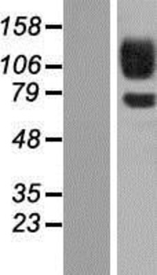 Western Blot: Protocadherin 12 Overexpression Lysate (Adult Normal) [NBP2-07016] Left-Empty vector transfected control cell lysate (HEK293 cell lysate); Right -Over-expression Lysate for Protocadherin 12.