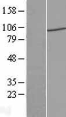 Western Blot: PIWIL4 Overexpression Lysate (Adult Normal) [NBL1-14452] Left-Empty vector transfected control cell lysate (HEK293 cell lysate); Right -Over-expression Lysate for PIWIL4.