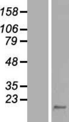 Western Blot: CALML5 Overexpression Lysate (Adult Normal) [NBL1-08653] Left-Empty vector transfected control cell lysate (HEK293 cell lysate); Right -Over-expression Lysate for CALML5.