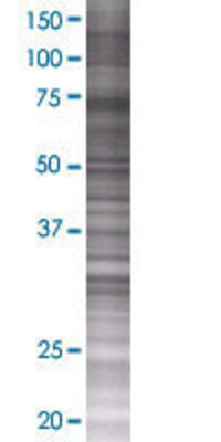 ZFP37 transfected lysate.