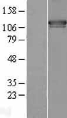 Western Blot: FAM62A Overexpression Lysate (Adult Normal) [NBL1-10549] Left-Empty vector transfected control cell lysate (HEK293 cell lysate); Right -Over-expression Lysate for FAM62A.