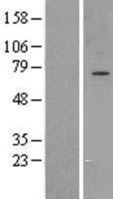 Western Blot: GPAA1 Overexpression Lysate (Adult Normal) [NBL1-11213] Left-Empty vector transfected control cell lysate (HEK293 cell lysate); Right -Over-expression Lysate for GPAA1.