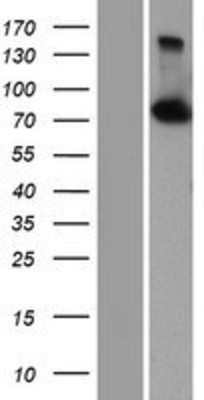 Western Blot: CPSF73 Overexpression Lysate (Adult Normal) [NBP2-07071] Left-Empty vector transfected control cell lysate (HEK293 cell lysate); Right -Over-expression Lysate for CPSF73.