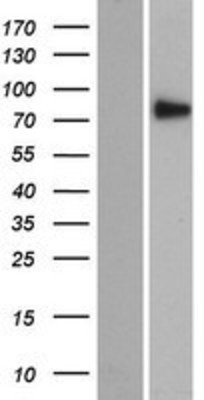 Western Blot: SEC14L5 Overexpression Lysate (Adult Normal) [NBP2-07293] Left-Empty vector transfected control cell lysate (HEK293 cell lysate); Right -Over-expression Lysate for SEC14L5.