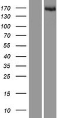 Western Blot: CPSF1 Overexpression Lysate (Adult Normal) [NBP2-07427] Left-Empty vector transfected control cell lysate (HEK293 cell lysate); Right -Over-expression Lysate for CPSF1.
