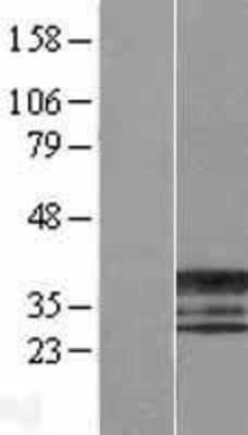 Western Blot: ERCC1 Overexpression Lysate (Adult Normal) [NBL1-10318] Left-Empty vector transfected control cell lysate (HEK293 cell lysate); Right -Over-expression Lysate for ERCC1.