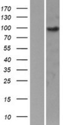 Western Blot: EPB41L1 Overexpression Lysate (Adult Normal) [NBP2-07478] Left-Empty vector transfected control cell lysate (HEK293 cell lysate); Right -Over-expression Lysate for EPB41L1.