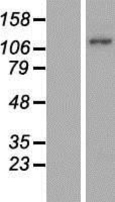 Western Blot: MICAL2 Overexpression Lysate (Adult Normal) [NBP2-07303] Left-Empty vector transfected control cell lysate (HEK293 cell lysate); Right -Over-expression Lysate for MICAL2.