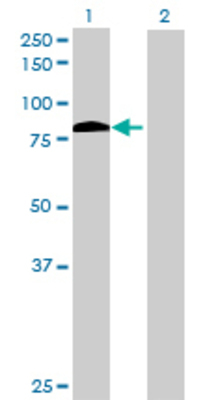 Lane 1: ZFP37 transfected lysate (69.41 KDa) Lane 2: Non-transfected lysate.