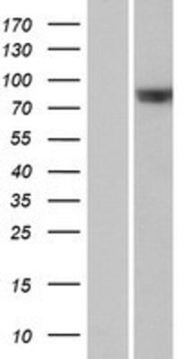 Western Blot: RAPGEF5 Overexpression Lysate (Adult Normal) [NBP2-07464] Left-Empty vector transfected control cell lysate (HEK293 cell lysate); Right -Over-expression Lysate for RAPGEF5.