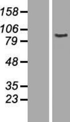 Western Blot: AOC2 Overexpression Lysate (Adult Normal) [NBP2-07500] Left-Empty vector transfected control cell lysate (HEK293 cell lysate); Right -Over-expression Lysate for AOC2.