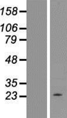 Western Blot: TNFSF14 Overexpression Lysate (Adult Normal) [NBP2-07946] Left-Empty vector transfected control cell lysate (HEK293 cell lysate); Right -Over-expression Lysate for TNFSF14.