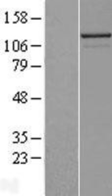 Western Blot: NALP2 Overexpression Lysate (Adult Normal) [NBP2-06894] Left-Empty vector transfected control cell lysate (HEK293 cell lysate); Right -Over-expression Lysate for NALP2.