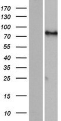 Western Blot: FIGN Overexpression Lysate (Adult Normal) [NBP2-06876] Left-Empty vector transfected control cell lysate (HEK293 cell lysate); Right -Over-expression Lysate for FIGN.