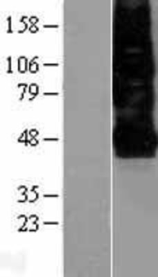 Western Blot: CXCR4 Overexpression Lysate (Adult Normal) [NBL1-09633] Left-Empty vector transfected control cell lysate (HEK293 cell lysate); Right -Over-expression Lysate for CXCR4.
