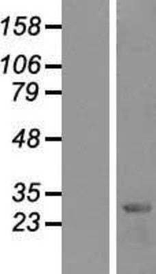 Western Blot: Hes1 Overexpression Lysate (Adult Normal) [NBP2-07738] Left-Empty vector transfected control cell lysate (HEK293 cell lysate); Right -Over-expression Lysate for Hes1.