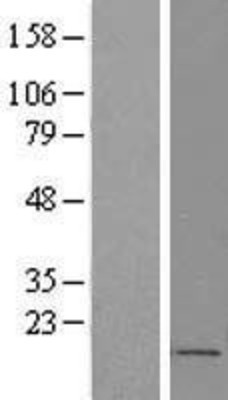 Western Blot: FOXS1 Overexpression Lysate (Adult Normal) [NBP2-07907] Left-Empty vector transfected control cell lysate (HEK293 cell lysate); Right -Over-expression Lysate for FOXS1.