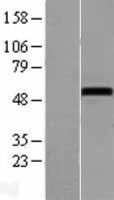 Western Blot: NOXA1 Overexpression Lysate (Adult Normal) [NBL1-13734] Left-Empty vector transfected control cell lysate (HEK293 cell lysate); Right -Over-expression Lysate for NOXA1.
