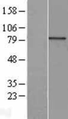 Western Blot: AOC2 Overexpression Lysate (Adult Normal) [NBL1-07570] Left-Empty vector transfected control cell lysate (HEK293 cell lysate); Right -Over-expression Lysate for AOC2.