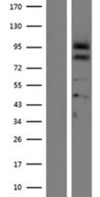 Western Blot: Proprotein convertase PC4 Overexpression Lysate (Adult Normal) [NBP2-06965] Left-Empty vector transfected control cell lysate (HEK293 cell lysate); Right -Over-expression Lysate for Proprotein convertase PC4.