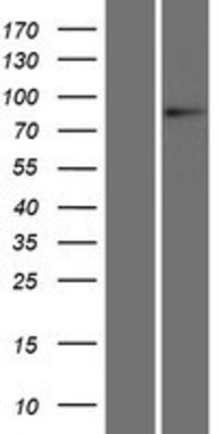 Western Blot: L3MBTL1 Overexpression Lysate (Adult Normal) [NBP2-07169] Left-Empty vector transfected control cell lysate (HEK293 cell lysate); Right -Over-expression Lysate for L3MBTL1.
