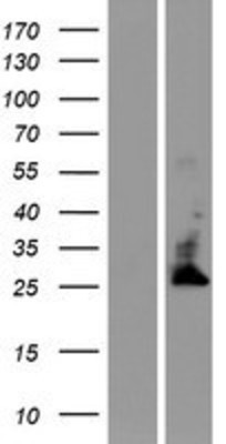Western Blot: TMBIM4 Overexpression Lysate (Adult Normal) [NBP2-07095] Left-Empty vector transfected control cell lysate (HEK293 cell lysate); Right -Over-expression Lysate for TMBIM4.