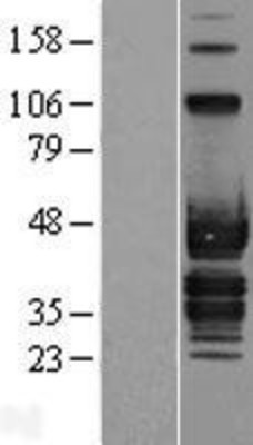 Western Blot: ABI3 Overexpression Lysate (Adult Normal) [NBP2-07046] Left-Empty vector transfected control cell lysate (HEK293 cell lysate); Right -Over-expression Lysate for ABI3.