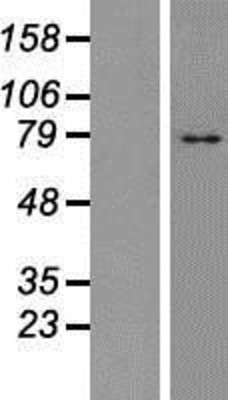 Western Blot: TM9SF4 Overexpression Lysate (Adult Normal) [NBP2-07280] Left-Empty vector transfected control cell lysate (HEK293 cell lysate); Right -Over-expression Lysate for TM9SF4.