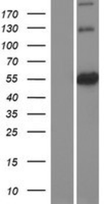 Western Blot: Atlastin-3 Overexpression Lysate (Adult Normal) [NBP2-07170] Left-Empty vector transfected control cell lysate (HEK293 cell lysate); Right -Over-expression Lysate for Atlastin-3.