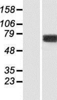 Western Blot: KIF1-binding protein Overexpression Lysate (Adult Normal) [NBP2-07140] Left-Empty vector transfected control cell lysate (HEK293 cell lysate); Right -Over-expression Lysate for KIF1-binding protein.