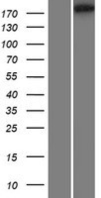 Western Blot: RIMBP3 Overexpression Lysate (Adult Normal) [NBP2-07131] Left-Empty vector transfected control cell lysate (HEK293 cell lysate); Right -Over-expression Lysate for RIMBP3.