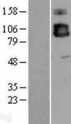 Western Blot: ICAM3 Overexpression Lysate (Adult Normal) [NBP2-04217] Left-Empty vector transfected control cell lysate (HEK293 cell lysate); Right -Over-expression Lysate for ICAM3.
