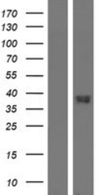 Western Blot: GPR20 Overexpression Lysate (Adult Normal) [NBP2-04287] Left-Empty vector transfected control cell lysate (HEK293 cell lysate); Right -Over-expression Lysate for GPR20.
