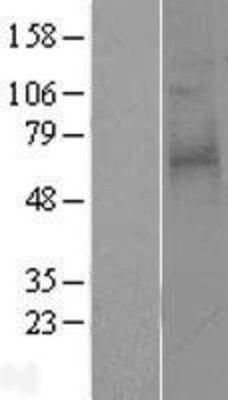 Western Blot: Thrombin Receptor-like 2 Overexpression Lysate (Adult Normal) [NBP2-04264] Left-Empty vector transfected control cell lysate (HEK293 cell lysate); Right -Over-expression Lysate for Thrombin Receptor-like 2.