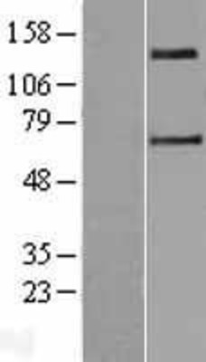 Western Blot: SLC9A2 Overexpression Lysate (Adult Normal) [NBP2-04240] Left-Empty vector transfected control cell lysate (HEK293 cell lysate); Right -Over-expression Lysate for SLC9A2.