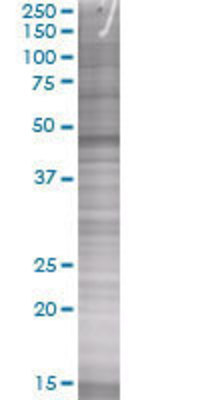 PTPN11 transfected lysate