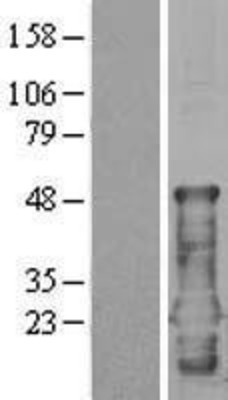 Western Blot: CEND1 Overexpression Lysate (Adult Normal) [NBP2-04361] Left-Empty vector transfected control cell lysate (HEK293 cell lysate); Right -Over-expression Lysate for CEND1.