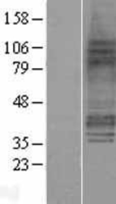 Western Blot: Prostaglandin E Receptor EP3 Overexpression Lysate (Adult Normal) [NBP2-04450] Left-Empty vector transfected control cell lysate (HEK293 cell lysate); Right -Over-expression Lysate for Prostaglandin E Receptor EP3.