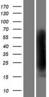 Western Blot: APOJ / Clusterin Overexpression Lysate (Adult Normal) [NBP2-04577] Left-Empty vector transfected control cell lysate (HEK293 cell lysate); Right -Over-expression Lysate for APOJ / Clusterin.