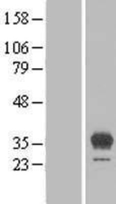 Western Blot: EGFL8 Overexpression Lysate (Adult Normal) [NBL1-10151] Left-Empty vector transfected control cell lysate (HEK293 cell lysate); Right -Over-expression Lysate for EGFL8.