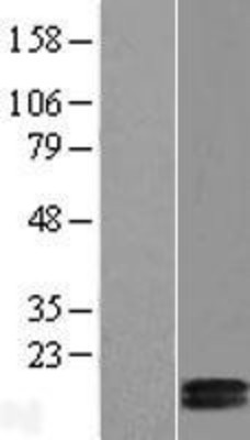 Western Blot: COX5b Overexpression Lysate (Adult Normal) [NBL1-09413] Left-Empty vector transfected control cell lysate (HEK293 cell lysate); Right -Over-expression Lysate for COX5b.