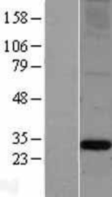 Western Blot: Apolipoprotein A1 Overexpression Lysate (Adult Normal) [NBL1-07609] Left-Empty vector transfected control cell lysate (HEK293 cell lysate); Right -Over-expression Lysate for Apolipoprotein A1.