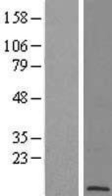 Western Blot: POLR2L Overexpression Lysate (Adult Normal) [NBL1-14588] Left-Empty vector transfected control cell lysate (HEK293 cell lysate); Right -Over-expression Lysate for POLR2L.