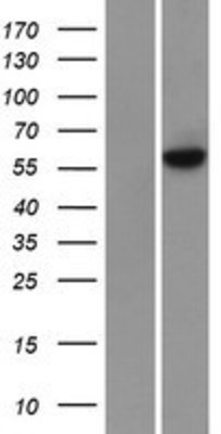 Western Blot: Methyltransferase like 3 Overexpression Lysate (Adult Normal) [NBP2-06710] Left-Empty vector transfected control cell lysate (HEK293 cell lysate); Right -Over-expression Lysate for Methyltransferase like 3.